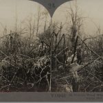 In Belleau Wood Where Americans gave Germany Her Fatal Check